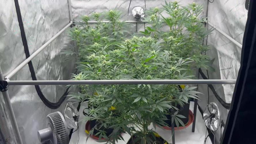 Multiple Breeders Indoor x Outdoor Mix