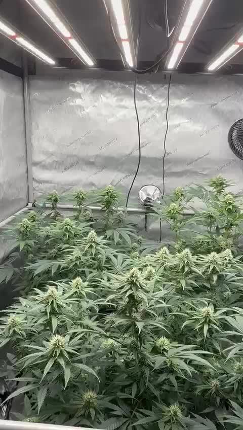 Multiple Breeders Indoor x Outdoor Mix