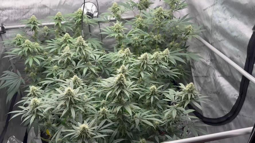 Multiple Breeders Indoor x Outdoor Mix