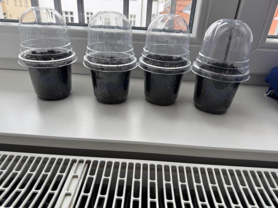 2026 1st Grow: Mix Grape Field. Week 0