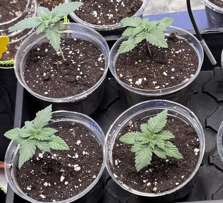 2026 1st Grow: Mix Grape Field. Week 1