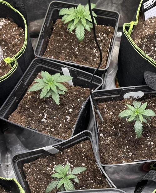 2026 1st Grow: Mix Grape Field. Week 2