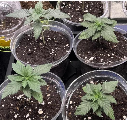 2026 1st Grow: Mix Grape Field. Week 2
