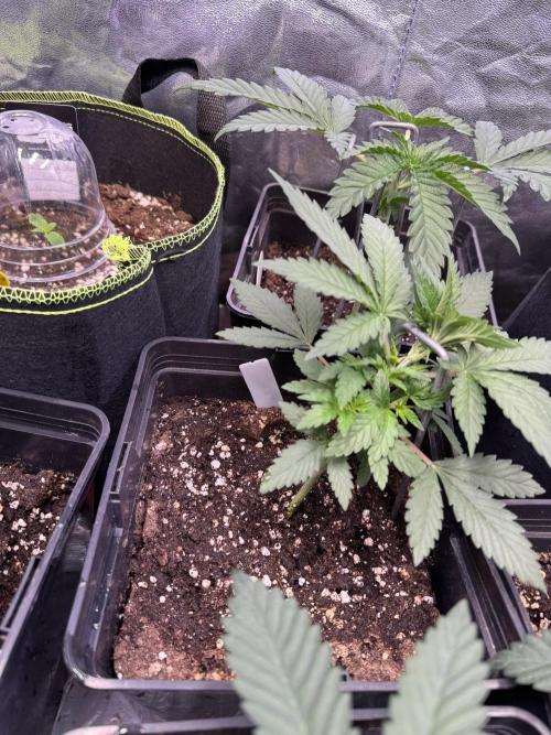 2026 1st Grow: Mix Grape Field. Week 3 - Gelato