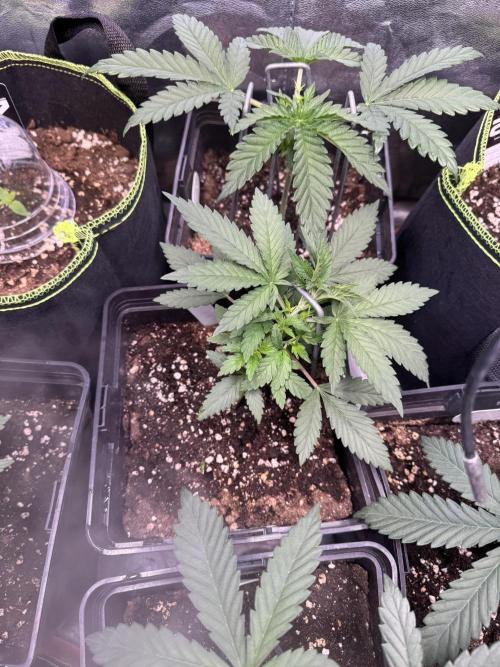 2026 1st Grow: Mix Grape Field. Week 3 - Planet of the Grapes Top & Gelato Buttom