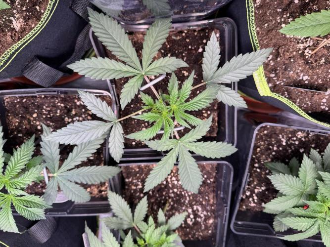 2026 1st Grow: Mix Grape Field. Week 3 - Starkiller x Grape Soda