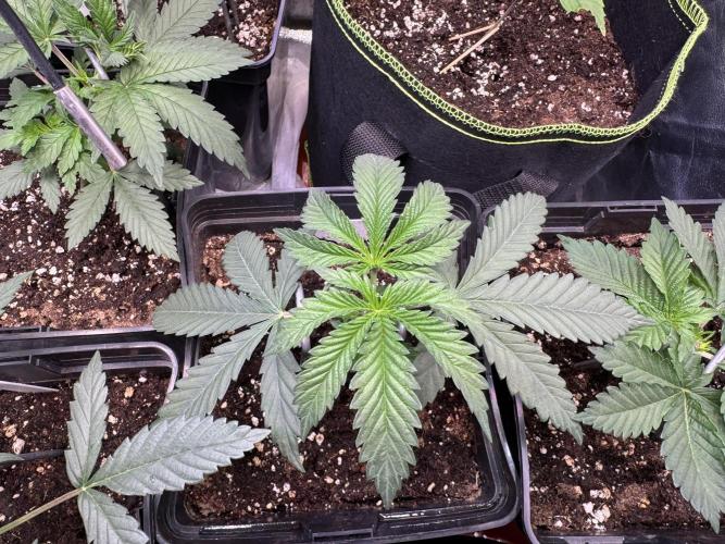 2026 1st Grow: Mix Grape Field. Week 3 - Dripz