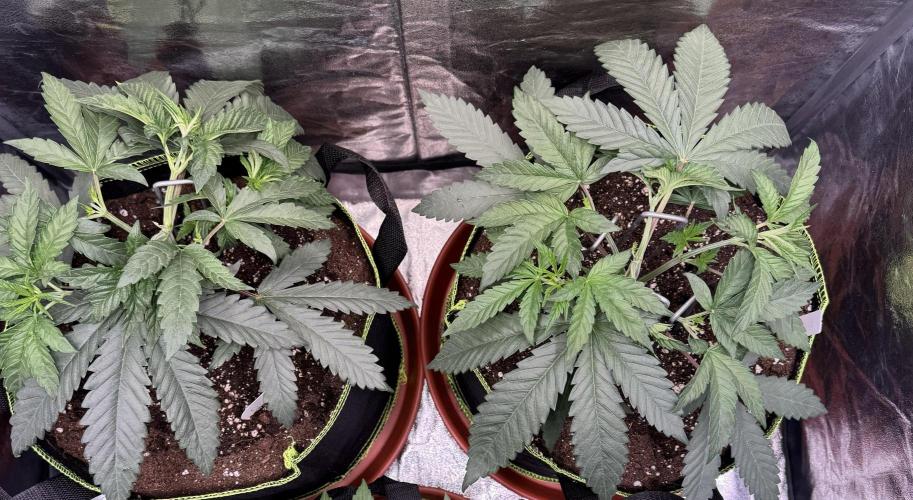 2026 1st Grow: Mix Grape Field. Week 4
