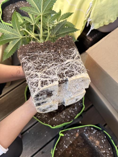 2026 1st Grow: Mix Grape Field. Week 4