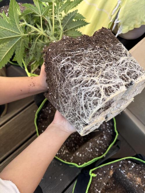 2026 1st Grow: Mix Grape Field. Week 4