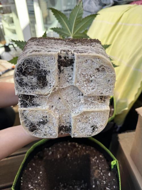 2026 1st Grow: Mix Grape Field. Week 4