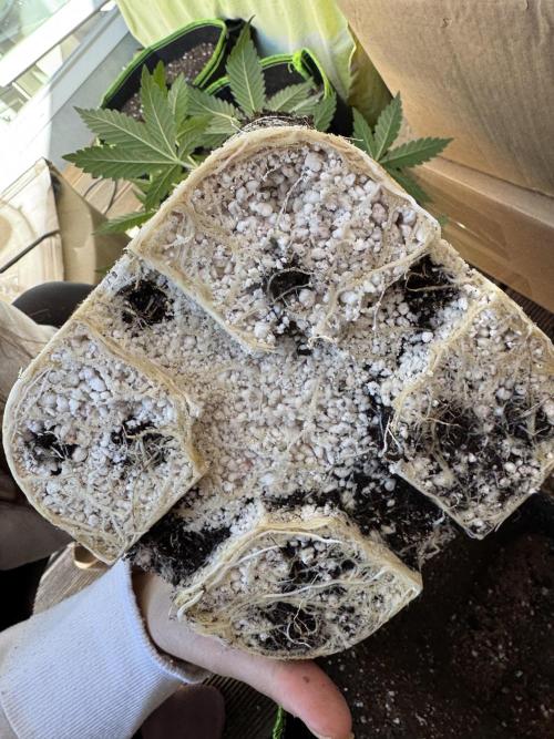 2026 1st Grow: Mix Grape Field. Week 4