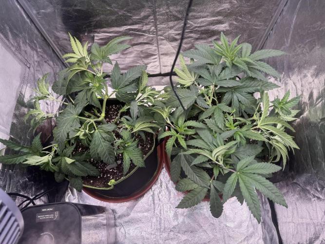 2026 1st Grow: Mix Grape Field. Week 5 - Starkiller x Grape Soda  (Left) & Dripz (Right)