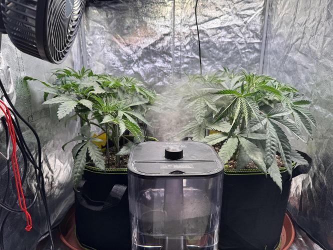 2026 1st Grow: Mix Grape Field. Week 5