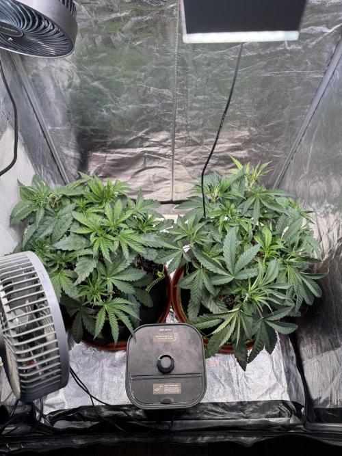 2026 1st Grow: Mix Grape Field. Week 5