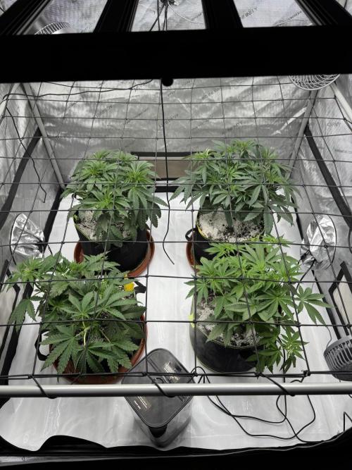 2026 1st Grow: Mix Grape Field. Week 5 - Dripz (Top Left) Starkiller x Grapes Soda (Top Right) POG (Buttom Left) &Gelato 