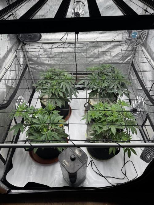 2026 1st Grow: Mix Grape Field. Week 5