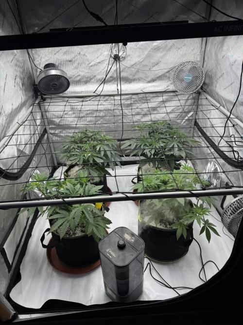 2026 1st Grow: Mix Grape Field. Week 5