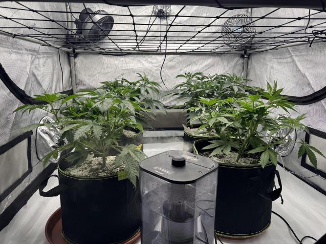 2026 1st Grow: Mix Grape Field. Week 5