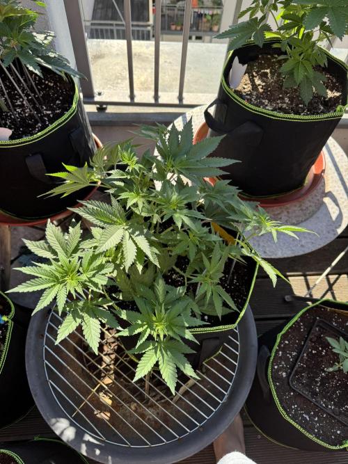 2026 1st Grow: Mix Grape Field. Week 5 - Gelato