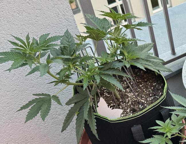 2026 1st Grow: Mix Grape Field. Week 5 - Planet of the Grapes