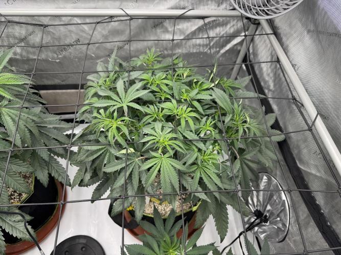 2026 1st Grow: Mix Grape Field. Week 6 - Starkiller x Grape Soda