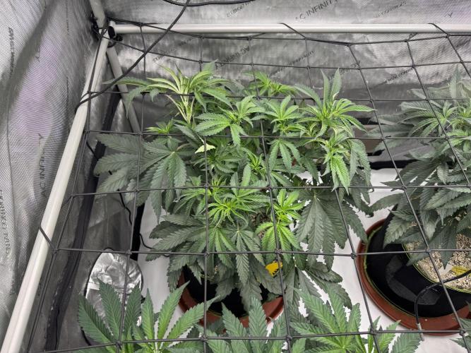 2026 1st Grow: Mix Grape Field. Week 6 - Dripz