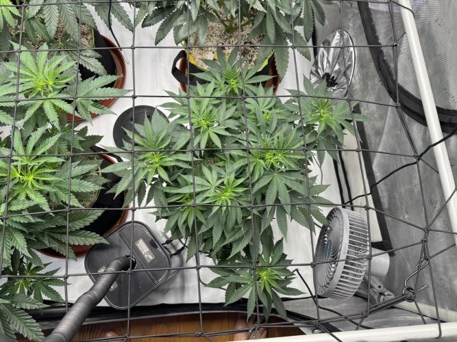 2026 1st Grow: Mix Grape Field. Week 6 - Gelato