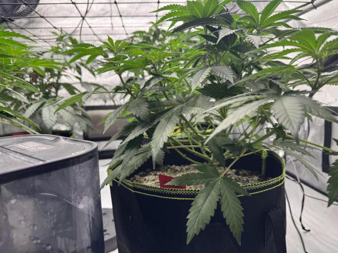 2026 1st Grow: Mix Grape Field. Week 6