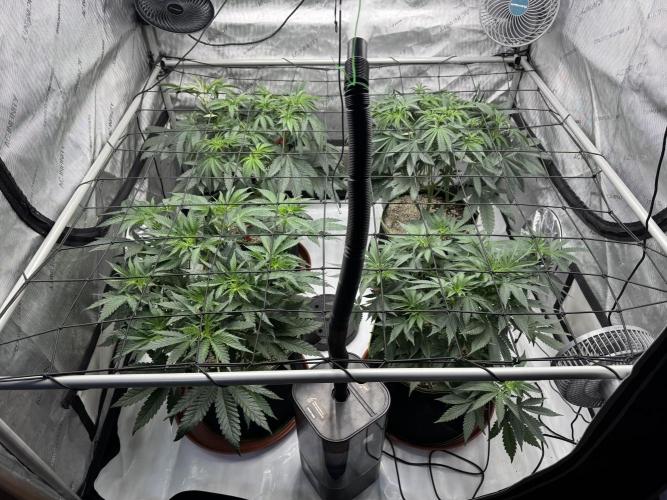 2026 1st Grow: Mix Grape Field. Week 6
