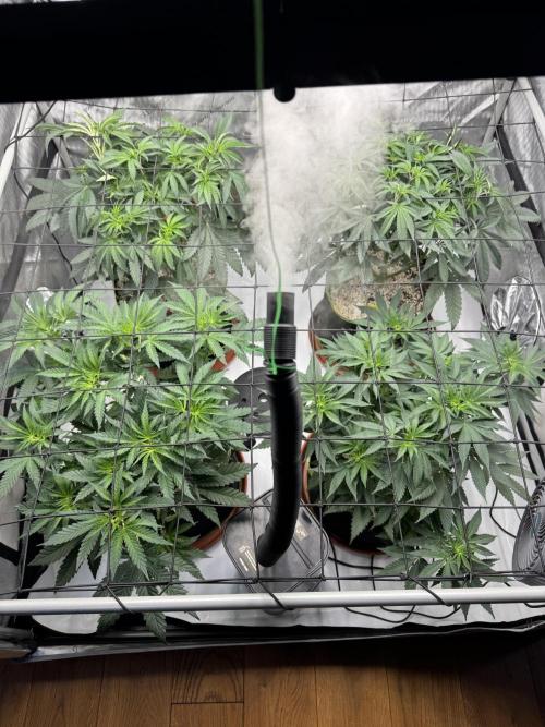 2026 1st Grow: Mix Grape Field. Week 6