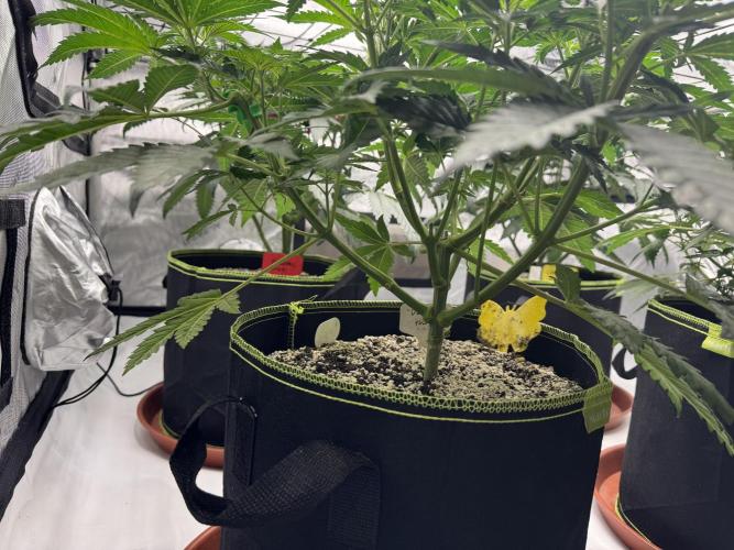 2026 1st Grow: Mix Grape Field. Week 6