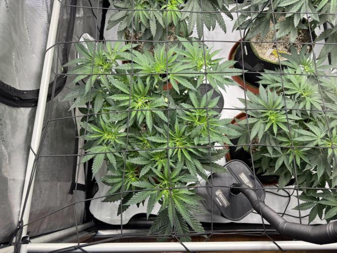 2026 1st Grow: Mix Grape Field. Week 6 - Planet of the Grapes