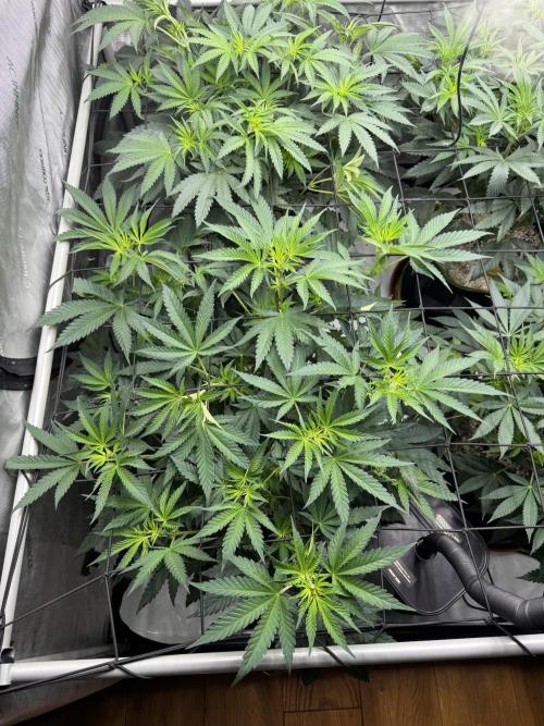 2026 1st Grow: Mix Grape Field. Week 7 - Planet of the Grapes