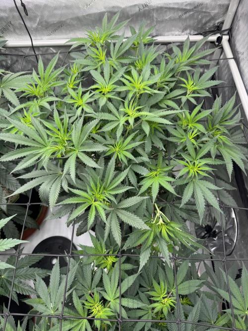 2026 1st Grow: Mix Grape Field. Week 7 - Starkiller x Grape Soda