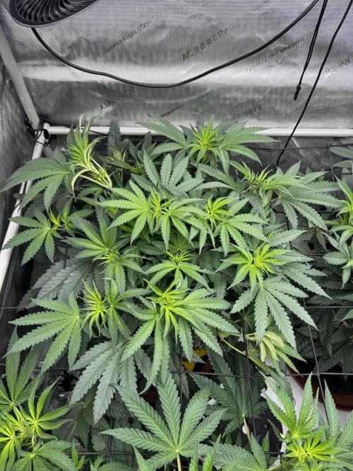 2026 1st Grow: Mix Grape Field. Week 7 - Dripz