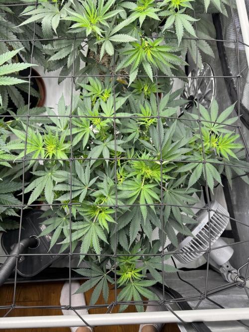 2026 1st Grow: Mix Grape Field. Week 7 - Gelato