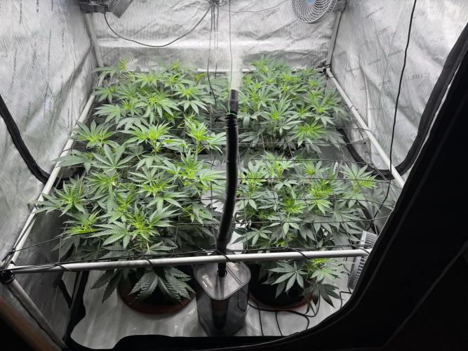 2026 1st Grow: Mix Grape Field. Week 7 - 1st Week Flower