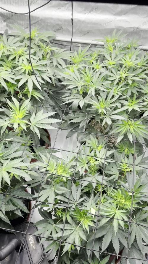 2026 1st Grow: Mix Grape Field