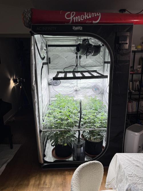 2026 1st Grow: Mix Grape Field. Week 8