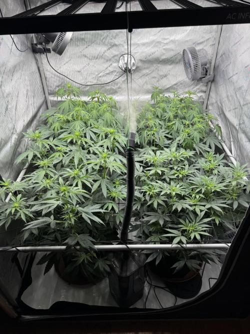 2026 1st Grow: Mix Grape Field. Week 8 - End of 2nd Week Flowering