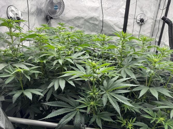2026 1st Grow: Mix Grape Field. Week 8