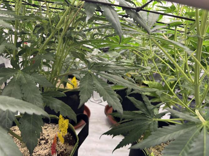 2026 1st Grow: Mix Grape Field. Week 8