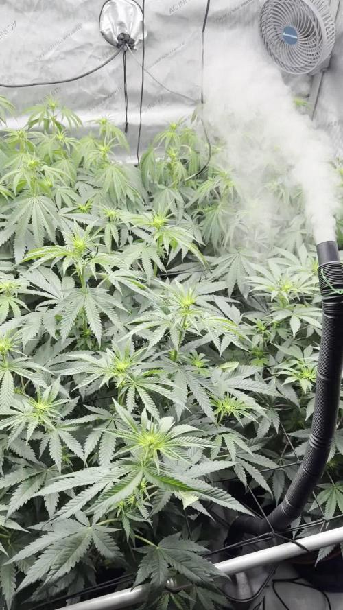 2026 1st Grow: Mix Grape Field