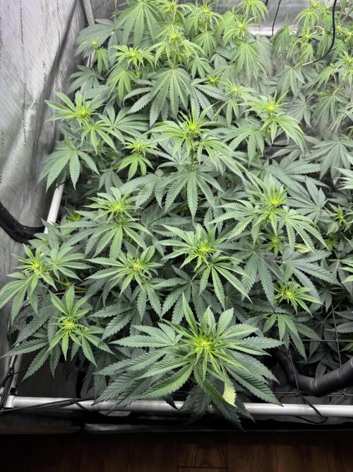 2026 1st Grow: Mix Grape Field. Week 8 - Planet of the Grapes