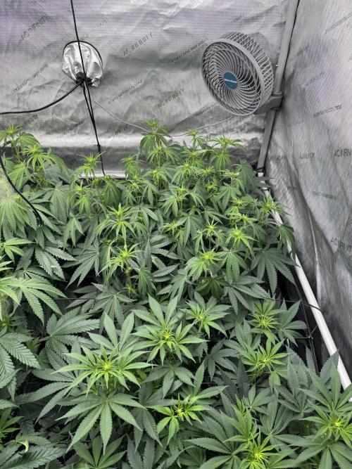 2026 1st Grow: Mix Grape Field. Week 8 - Starkiller x Grape Soda
