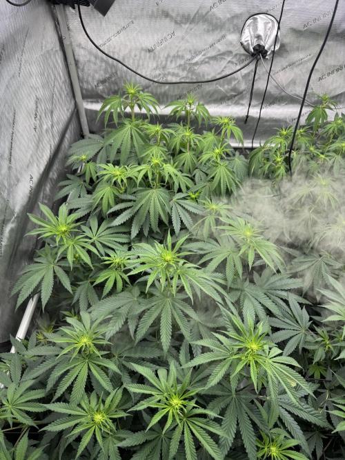 2026 1st Grow: Mix Grape Field. Week 8 - Dripz