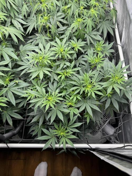 2026 1st Grow: Mix Grape Field. Week 8 - Gelato