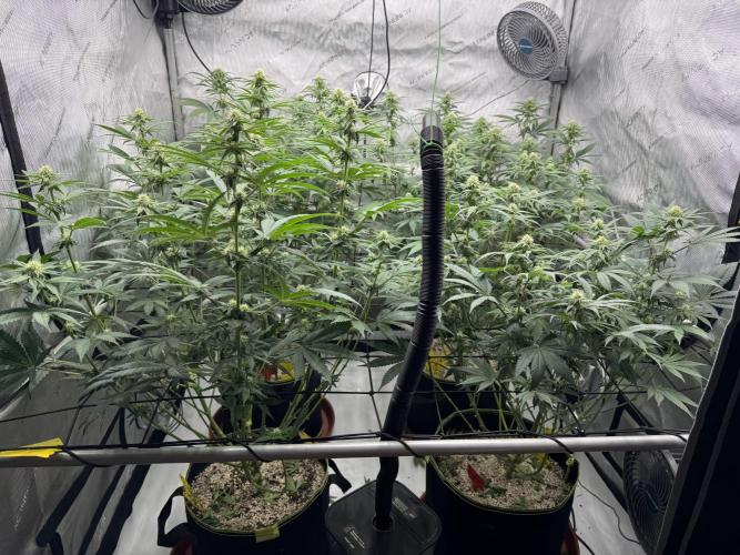 2026 1st Grow: Mix Grape Field. Week 9 - End of Flowering Week 3 before Lollipopoing