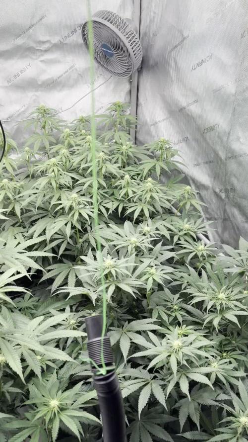 2026 1st Grow: Mix Grape Field